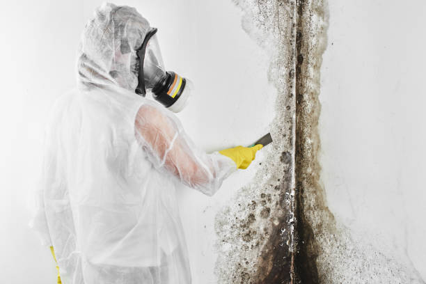 Best Insurance-Related Mold Remediation in Freeland, WA