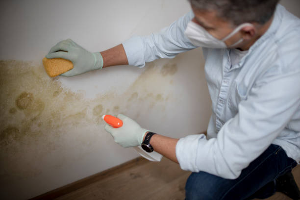 Freeland, WA Mold Remediation Company