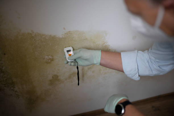 Best Emergency Mold Remediation in Freeland, WA