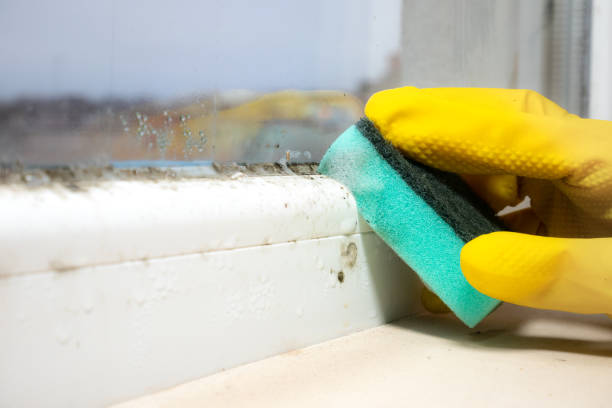 Best DIY Mold Remediation Support Services in Freeland, WA