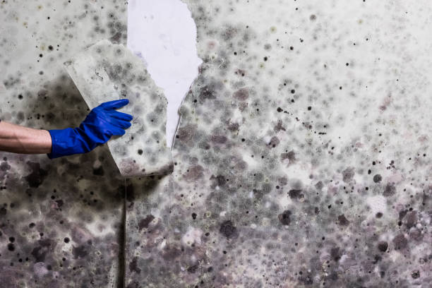 Best Residential Mold Remediation in Freeland, WA