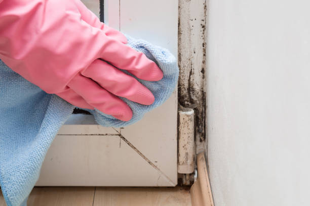 Best HVAC Mold Remediation in Freeland, WA