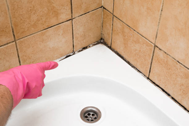 Best Bathroom Mold Remediation in Freeland, WA